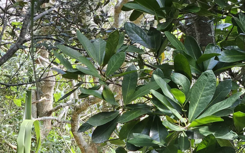 Dense slope vegetation checked during planned maintenance
