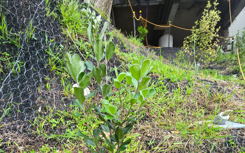 Native planting establishing across a stabilised slope