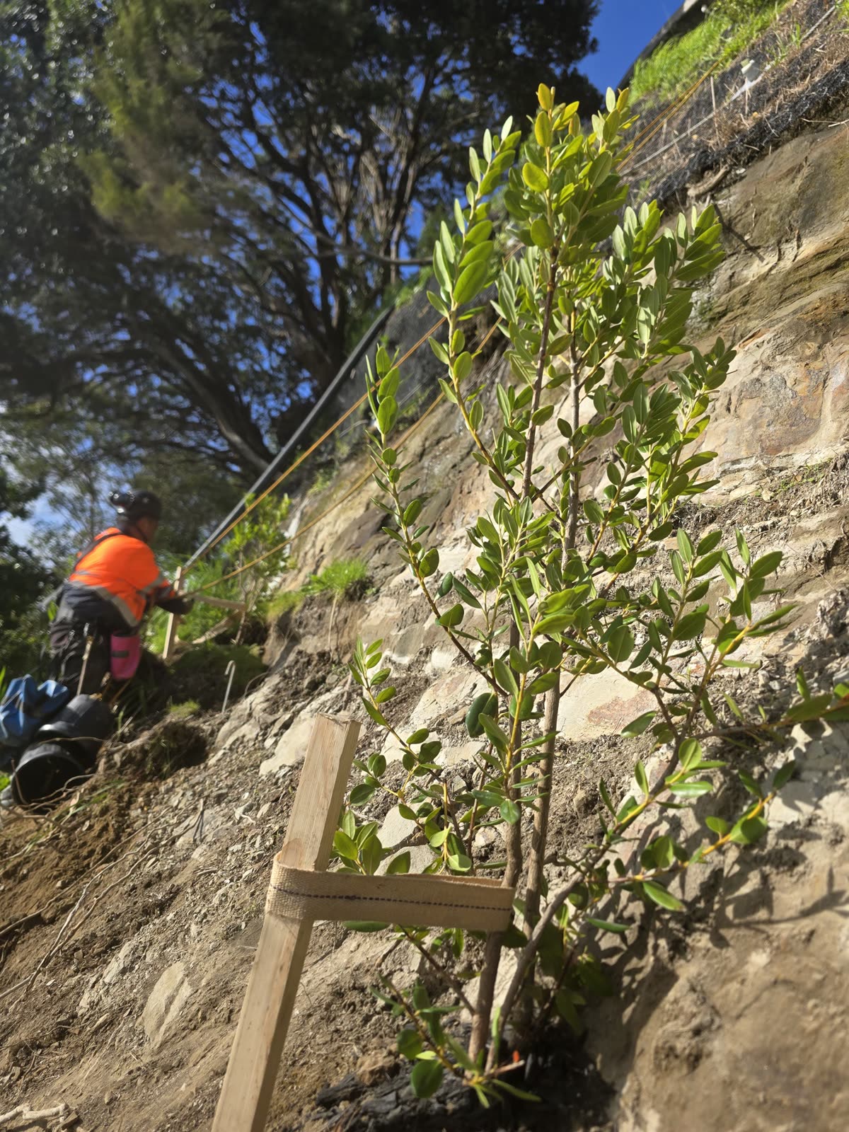 Rope access work on a vegetated slope face